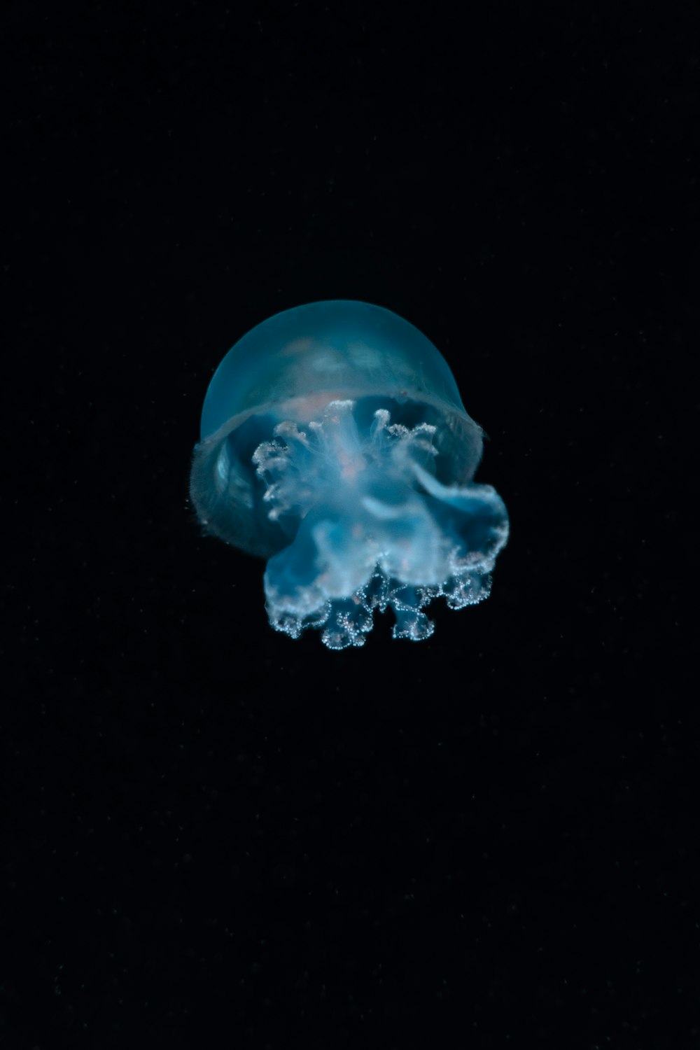 a blue jellyfish floating in the dark water