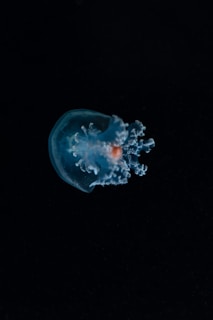 a jellyfish floating in the water at night