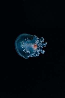 a jellyfish floating in the water at night