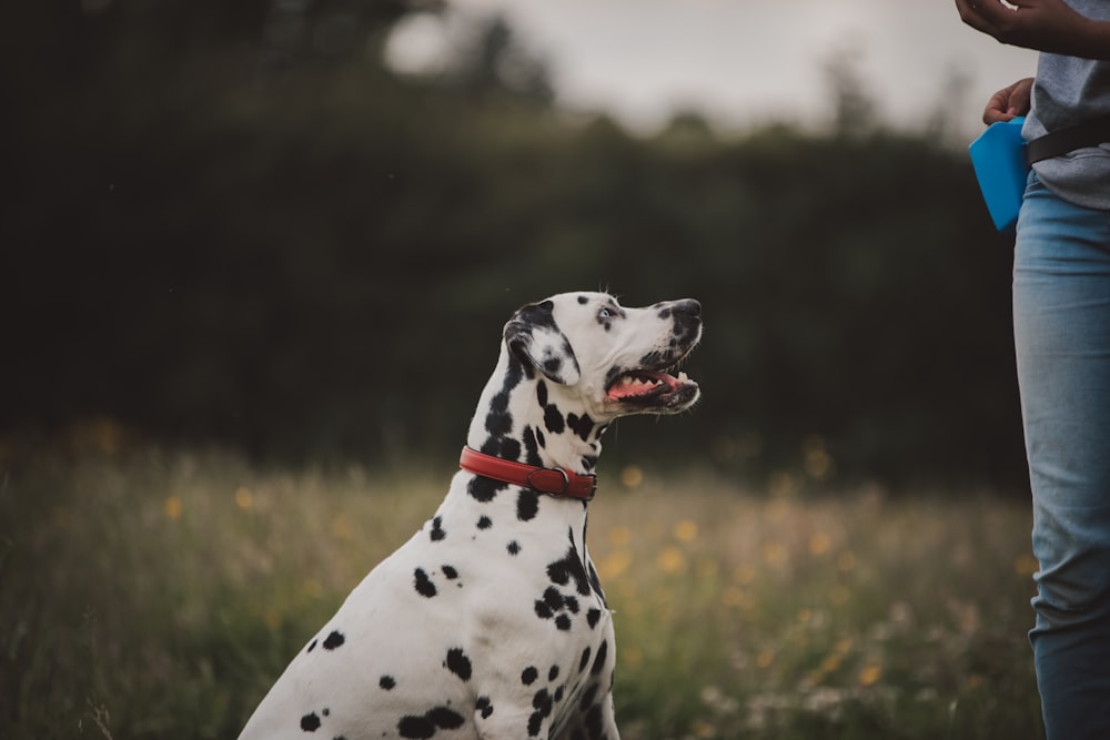 a dalmatian dog sitting in a field with its owner