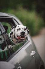 a dalmatian dog sticking its head out of a car window