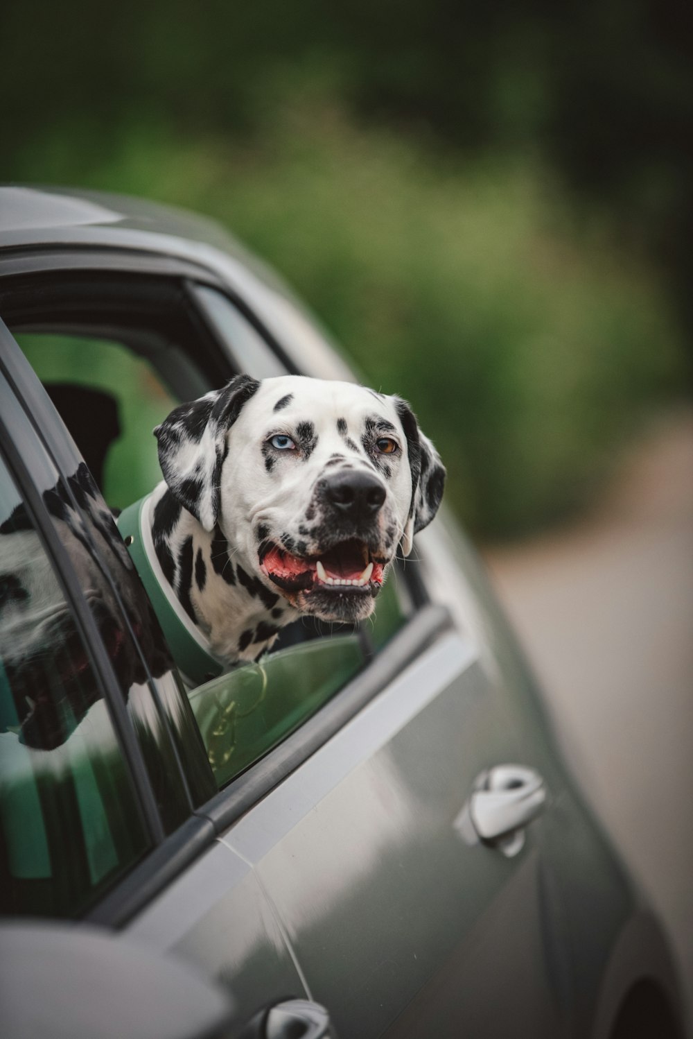 a dalmatian dog sticking its head out of a car window