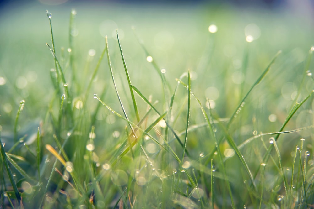 a close up of grass with water droplets on it