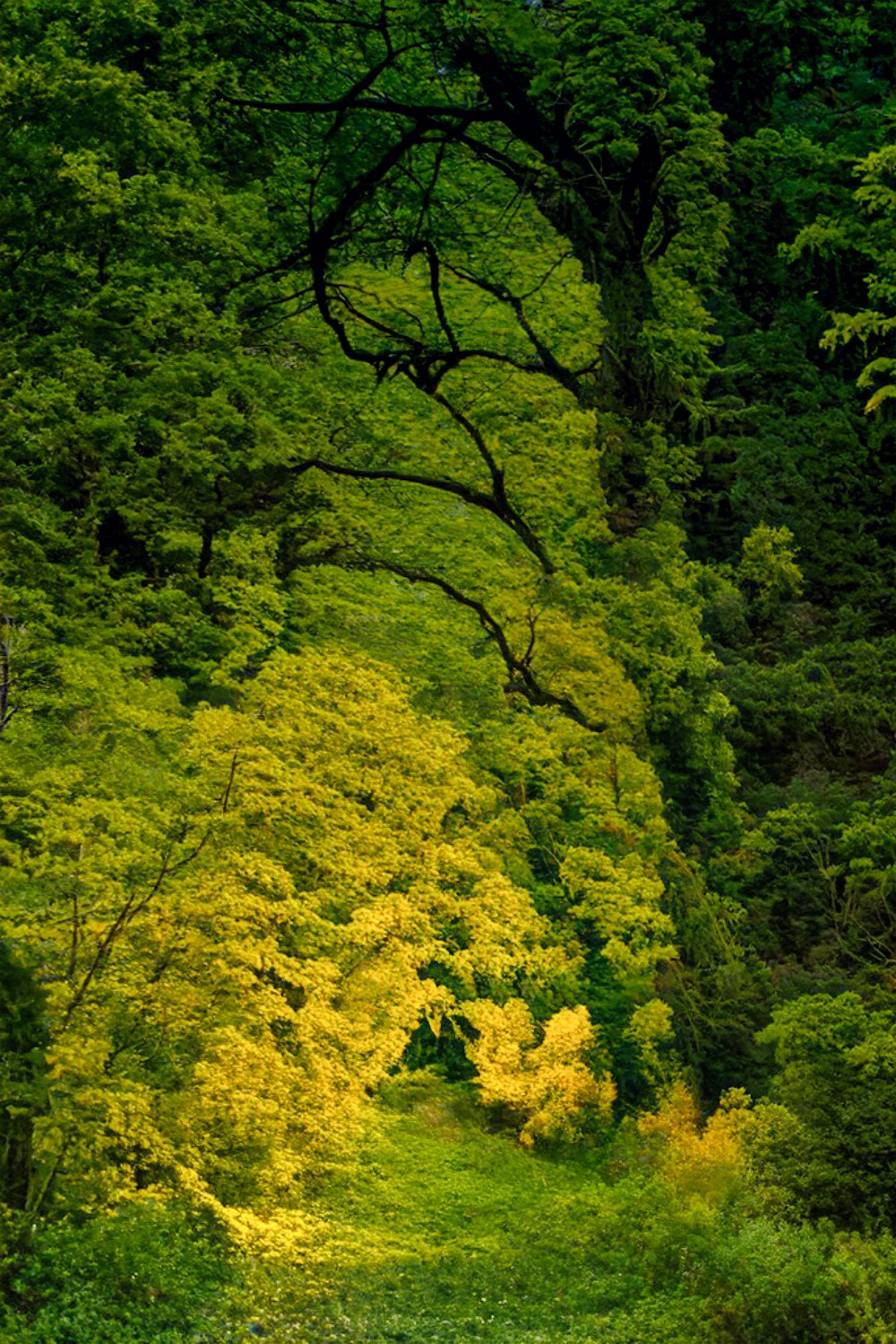 a lush green forest filled with lots of trees