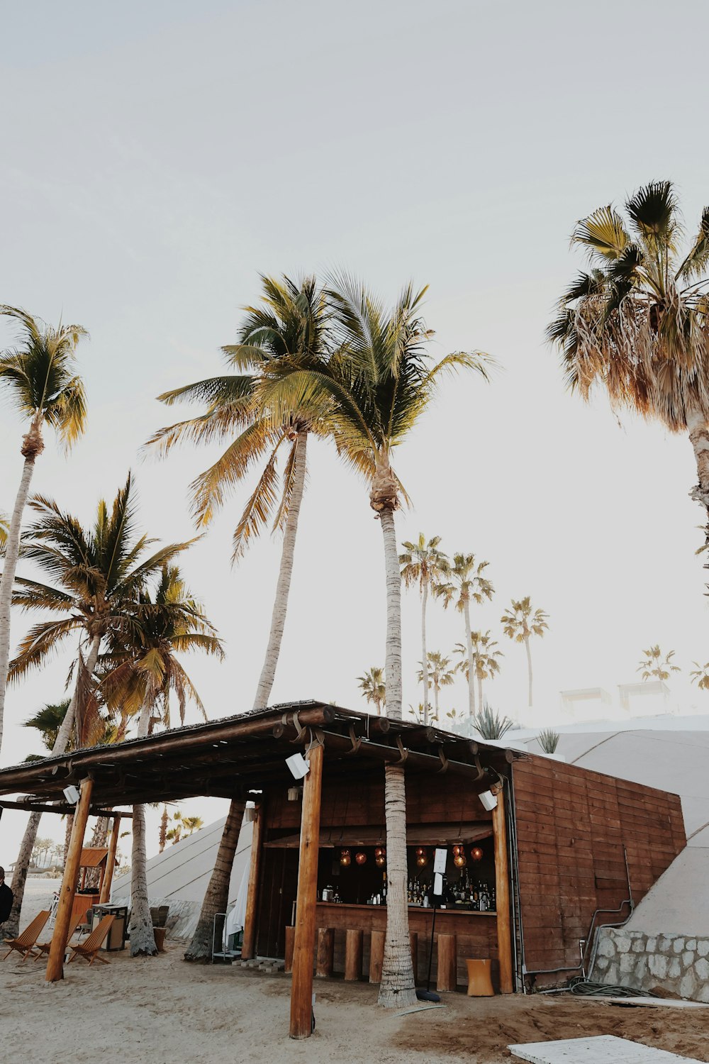 palm trees and a building on the beach