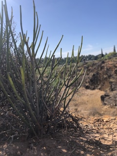 A close-up of Tocopilla's unique flora and fauna in their natural habitat.