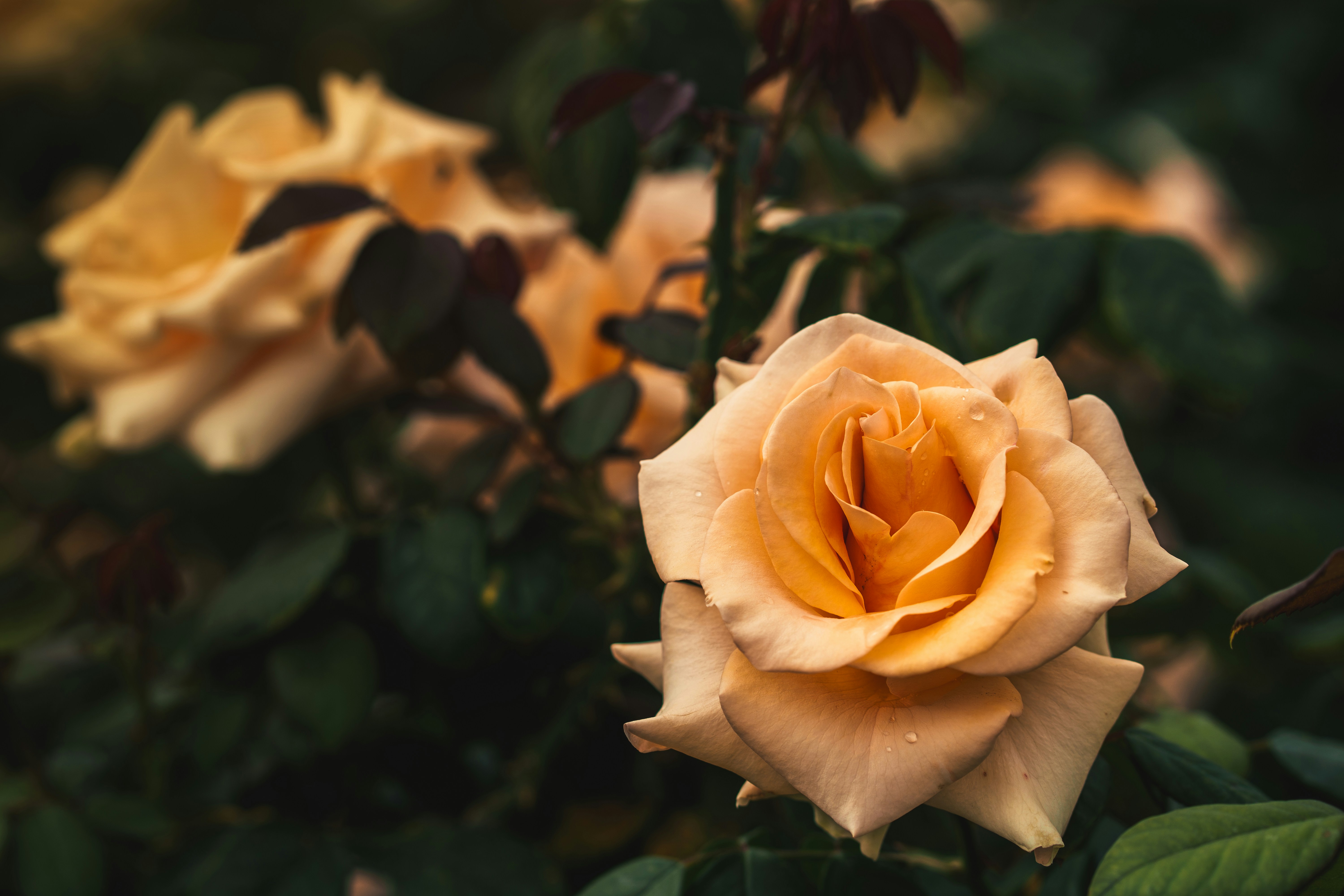 Photo by earl_plannerzone