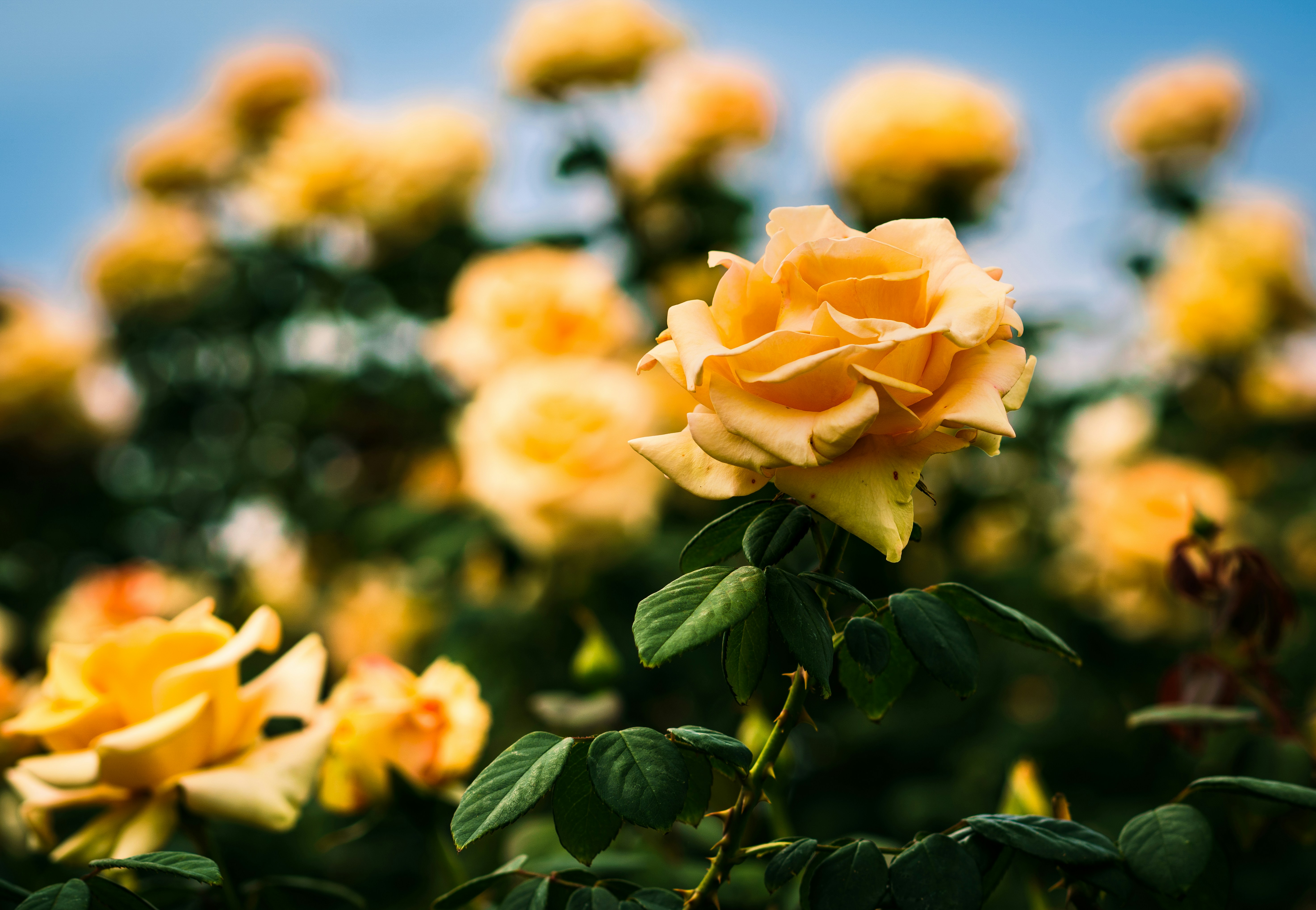 Photo by earl_plannerzone