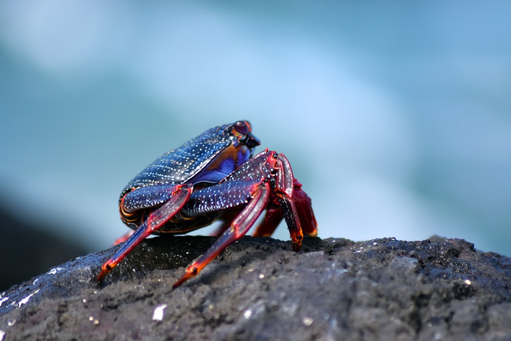 a couple of crabs sitting on top of a rock