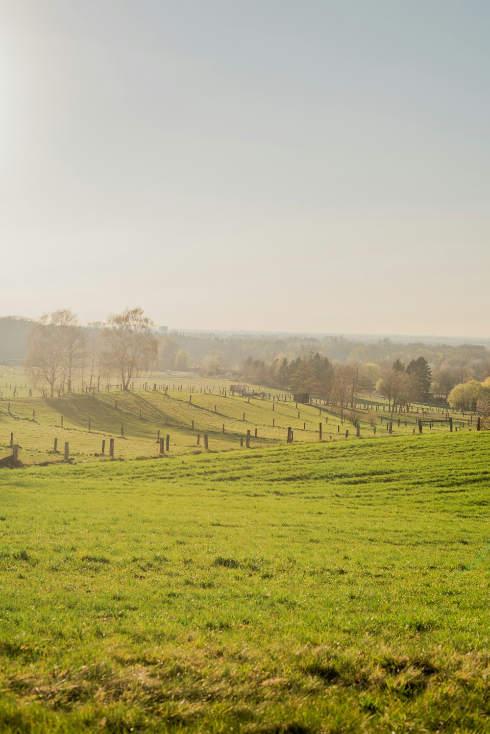 a large grassy field with trees in the distance