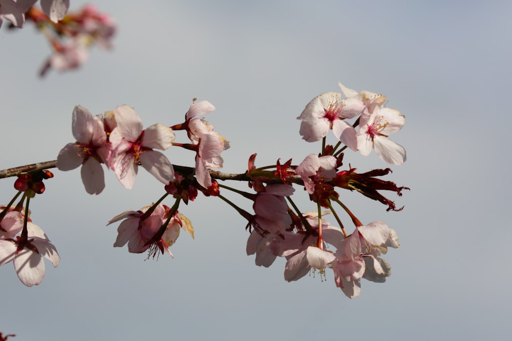 a branch of a cherry tree with pink flowers