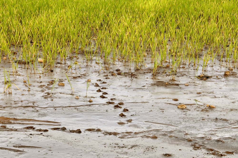 a field of green grass with mud and water