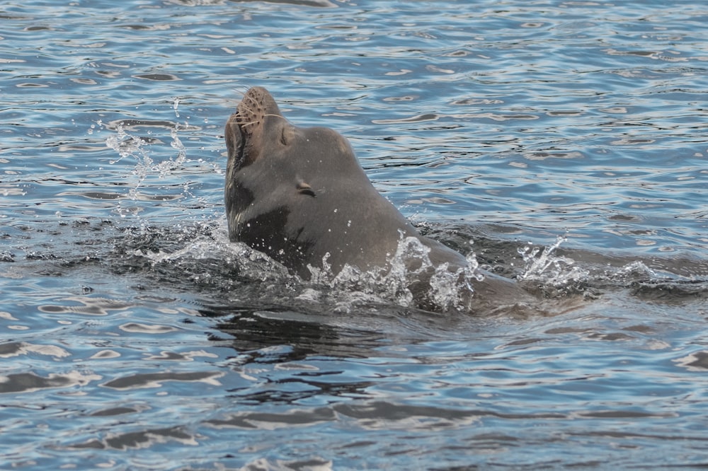 a large gray animal swimming in a body of water