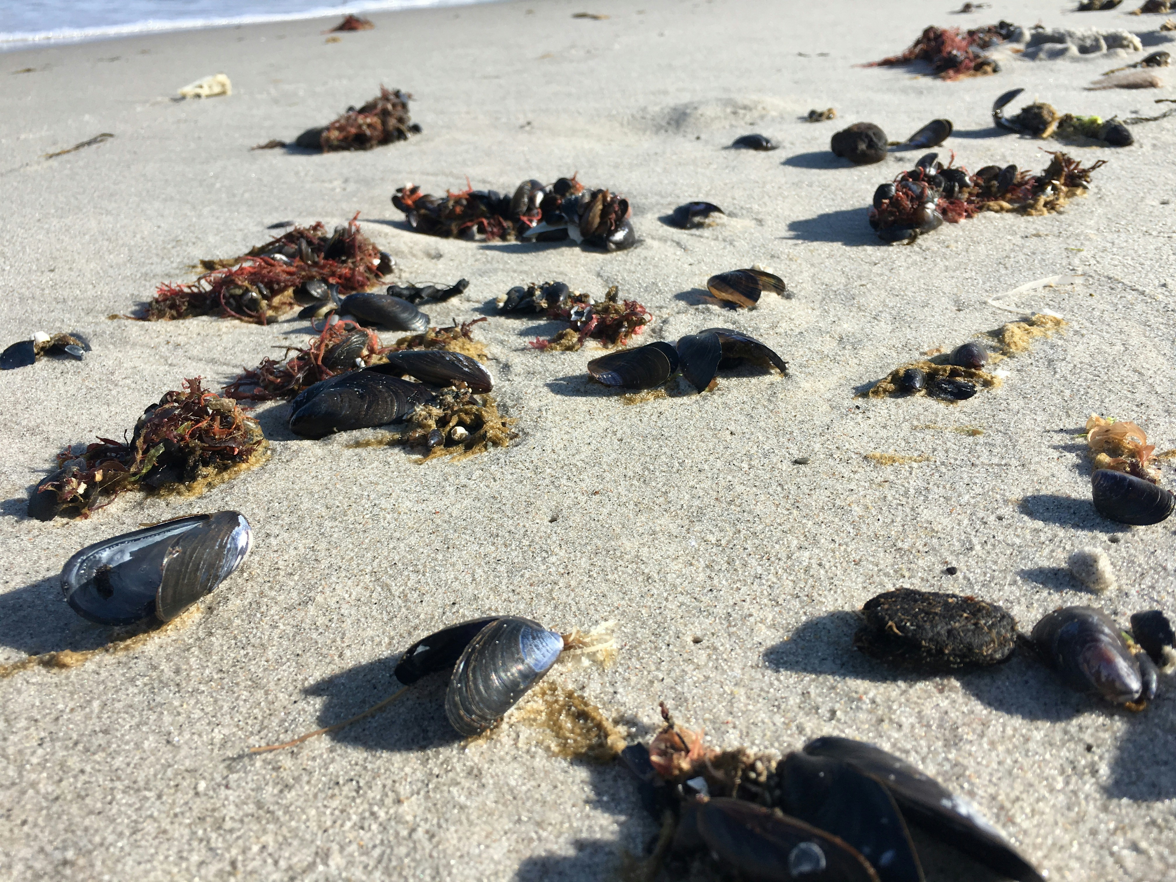 a bunch of sea shells on the beach