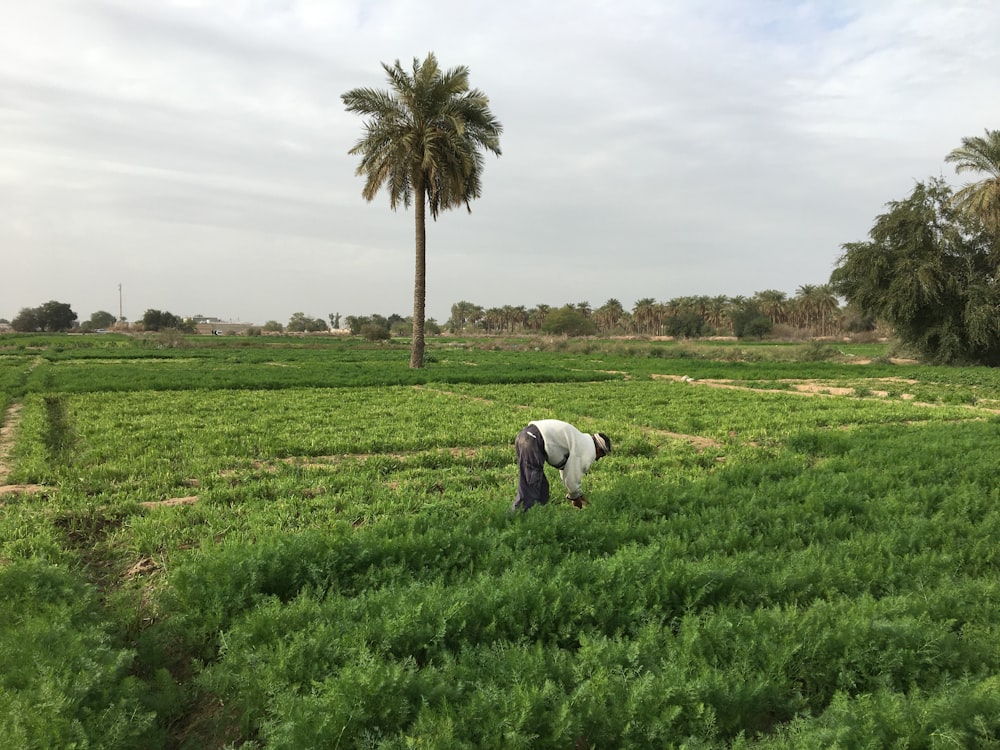 a person in a field with a tree in the background