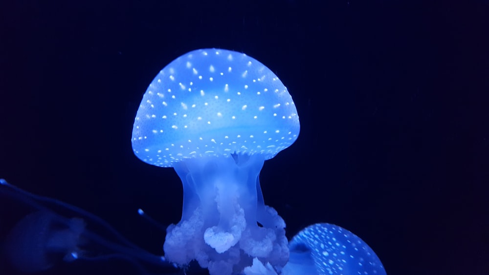 a close up of a jellyfish in the dark