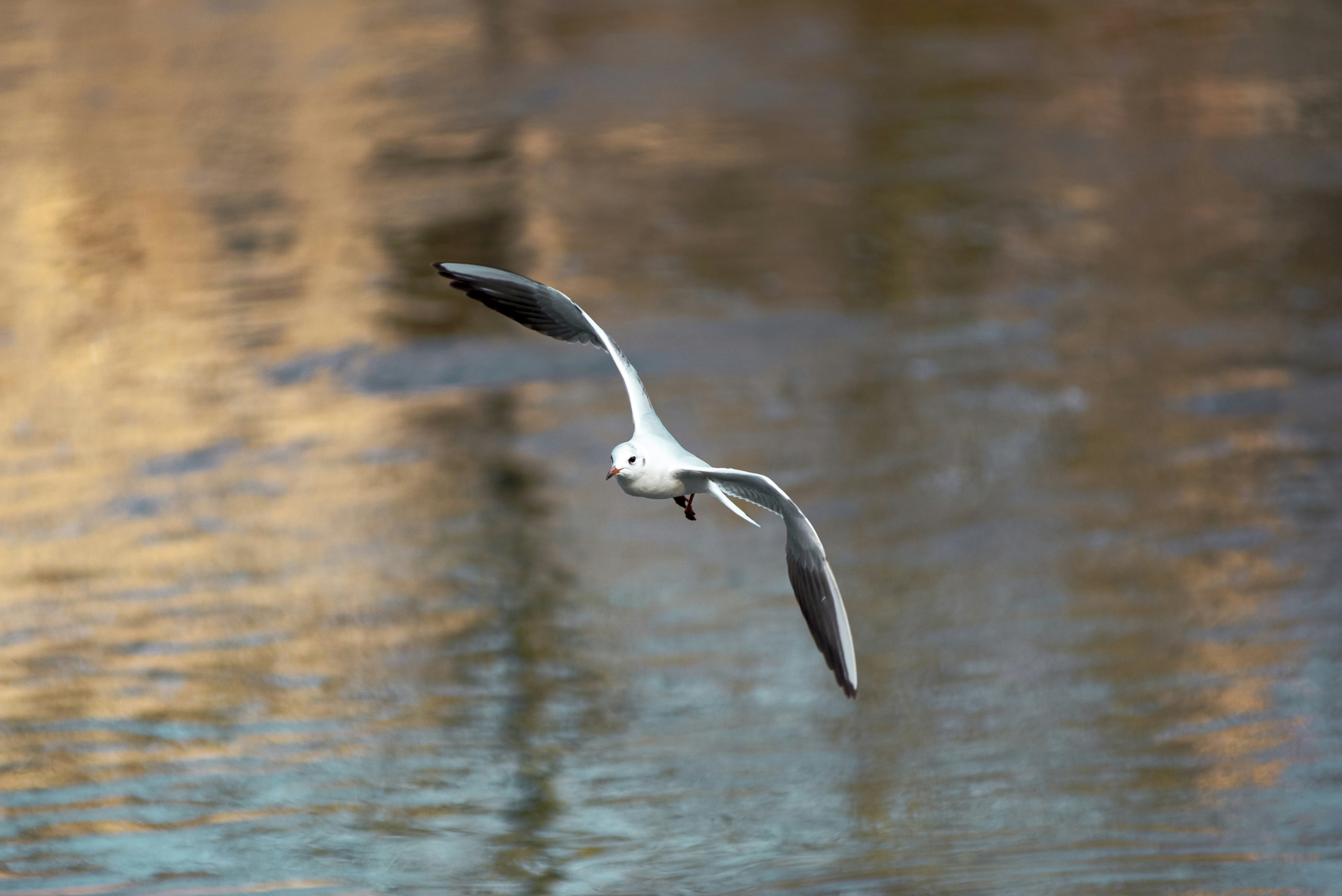 Photo by blackbirdflyaway