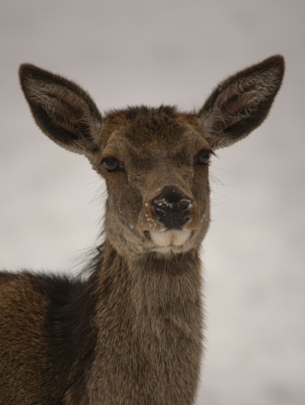 a close up of a deer looking at the camera