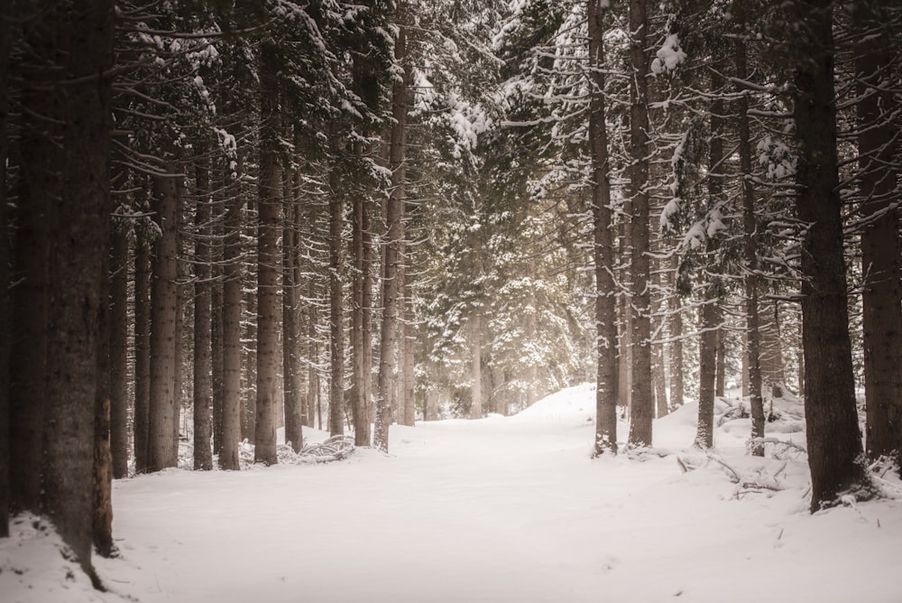 a snow covered path in the middle of a forest