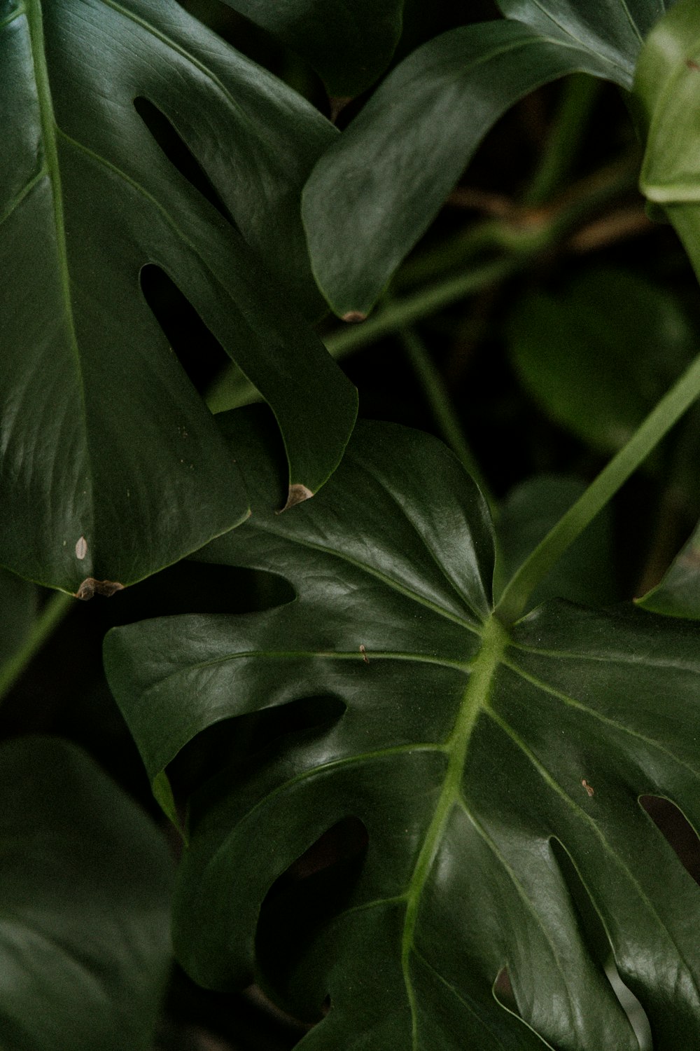 a close up of a green plant with leaves