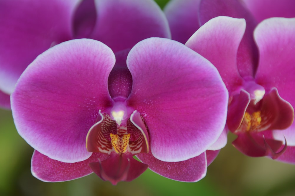 a close up of a purple flower with a green background