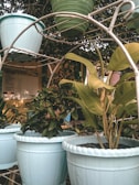 A collection of potted plants arranged on a metal rack outdoors. The pots are primarily light blue and green, with various types of leafy plants growing in them. The background includes a bulletin board on a wall partially obscured by the plants.