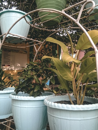 A collection of potted plants arranged on a metal rack outdoors. The pots are primarily light blue and green, with various types of leafy plants growing in them. The background includes a bulletin board on a wall partially obscured by the plants.