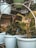 A collection of potted plants arranged on a metal rack outdoors. The pots are primarily light blue and green, with various types of leafy plants growing in them. The background includes a bulletin board on a wall partially obscured by the plants.