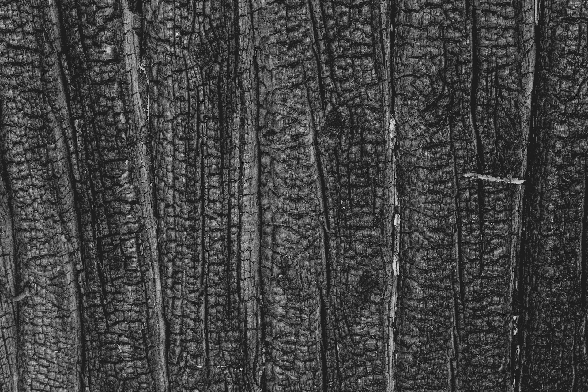 a black and white photo of the bark of a tree