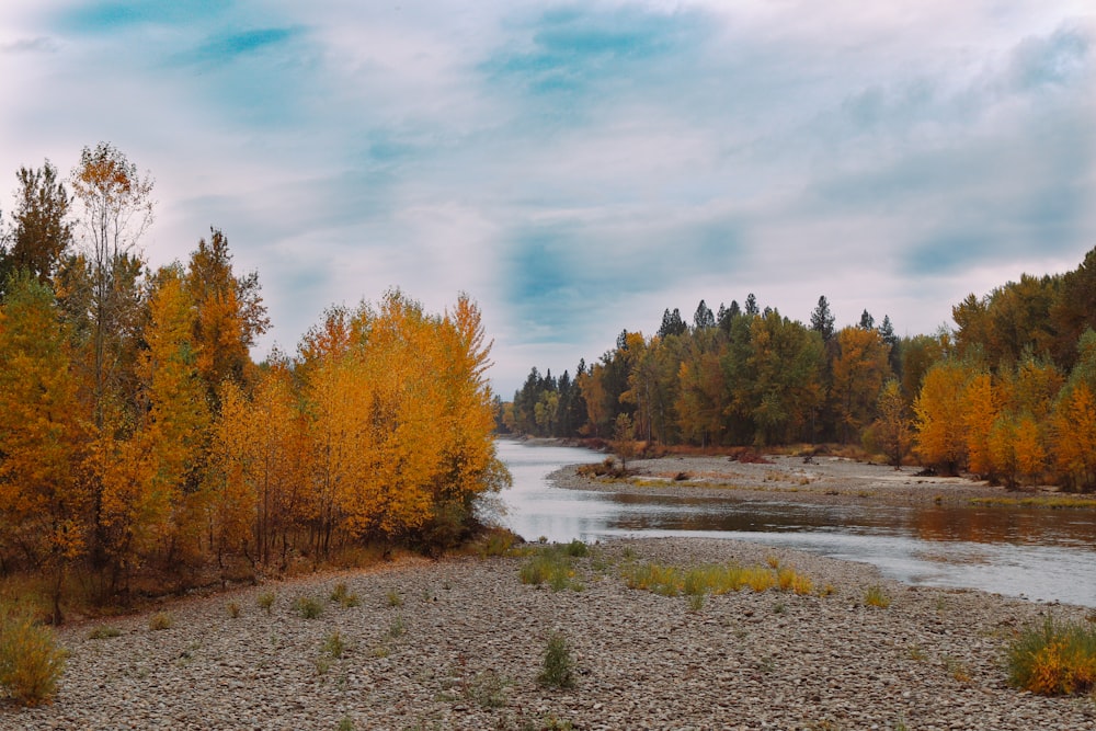 a river running through a forest filled with lots of trees