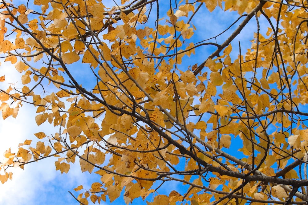 a tree with yellow leaves and a blue sky in the background