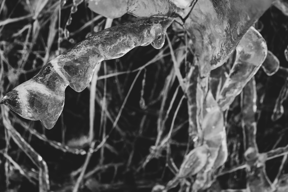 a black and white photo of ice hanging from a tree
