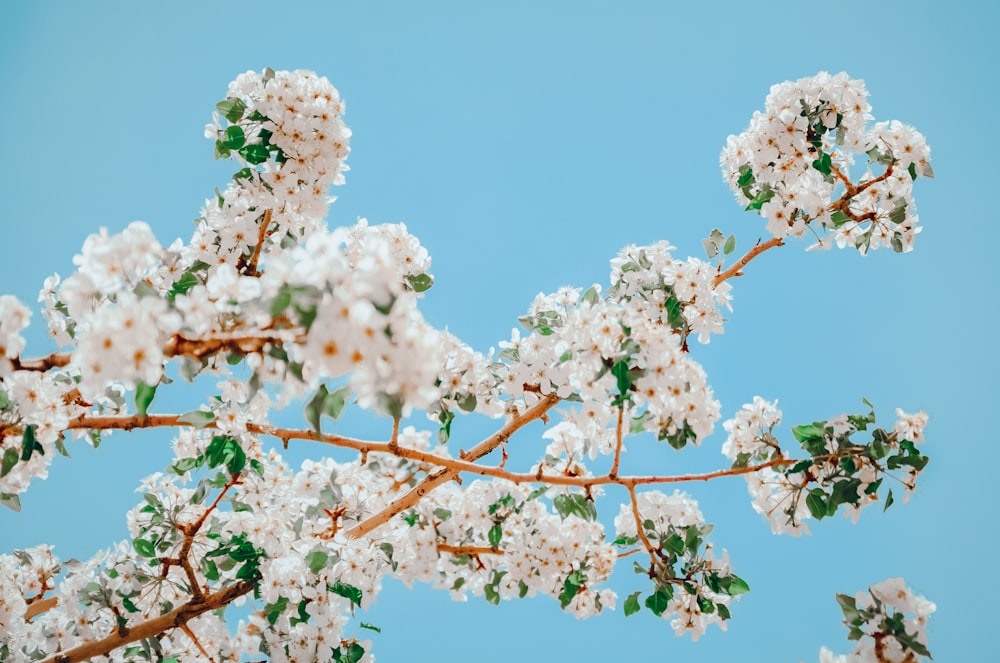 a tree branch with white flowers and green leaves