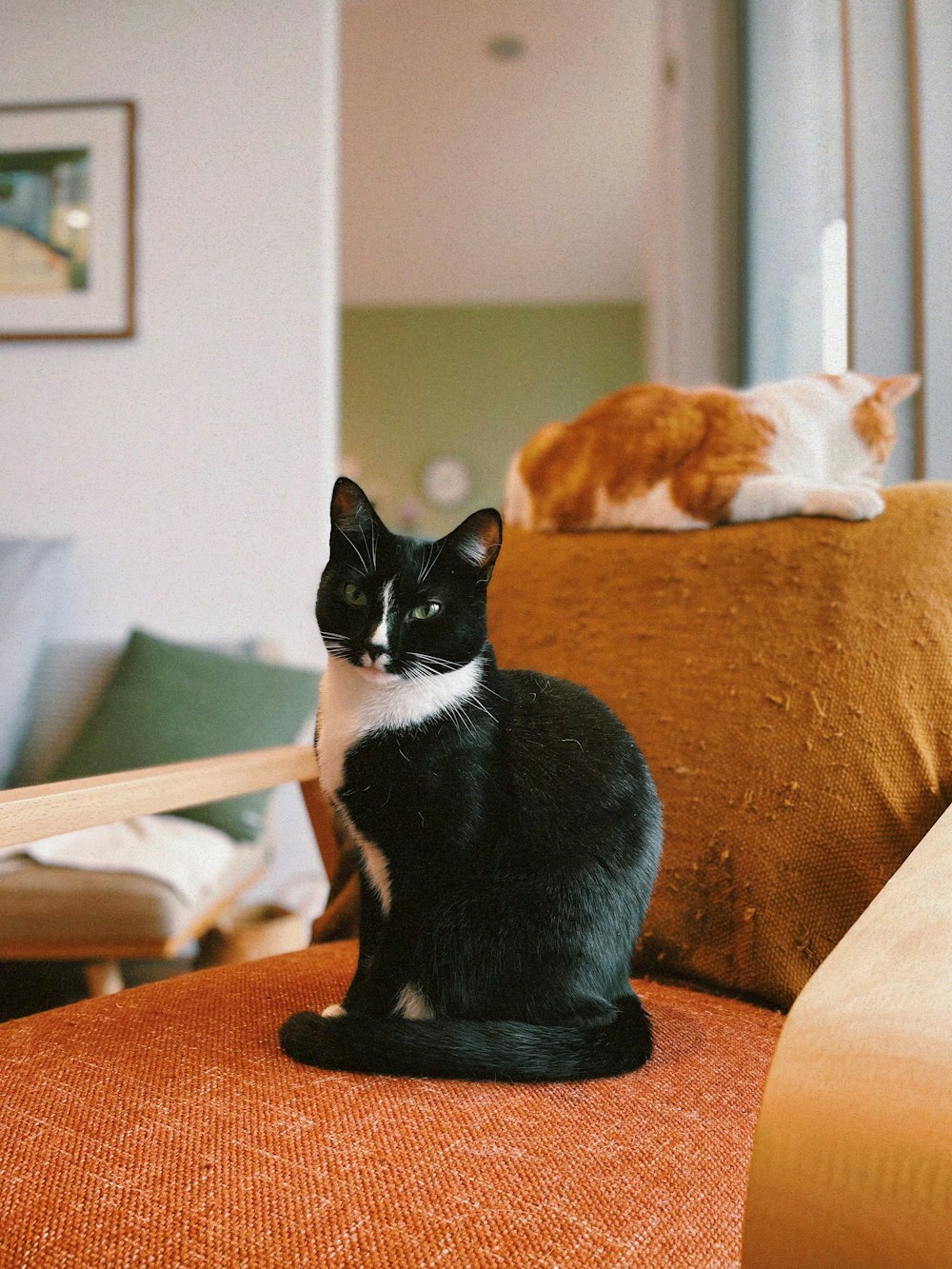 two cats sitting on a chair in a living room