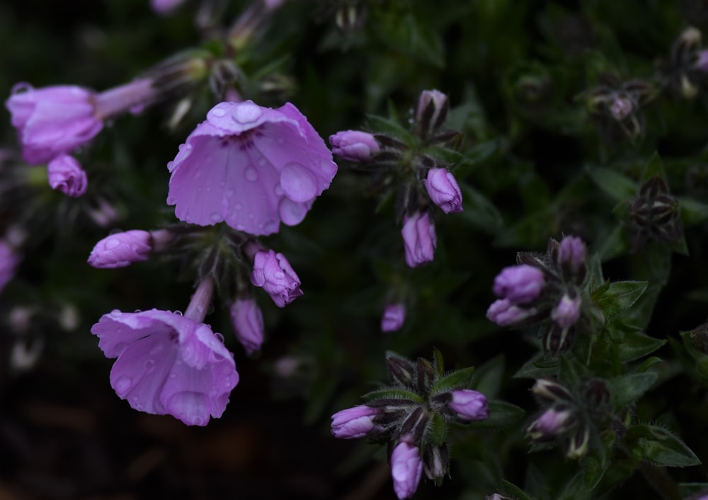 a bunch of purple flowers with water droplets on them