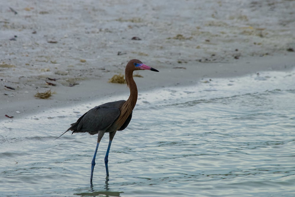 a bird standing in the water on a beach