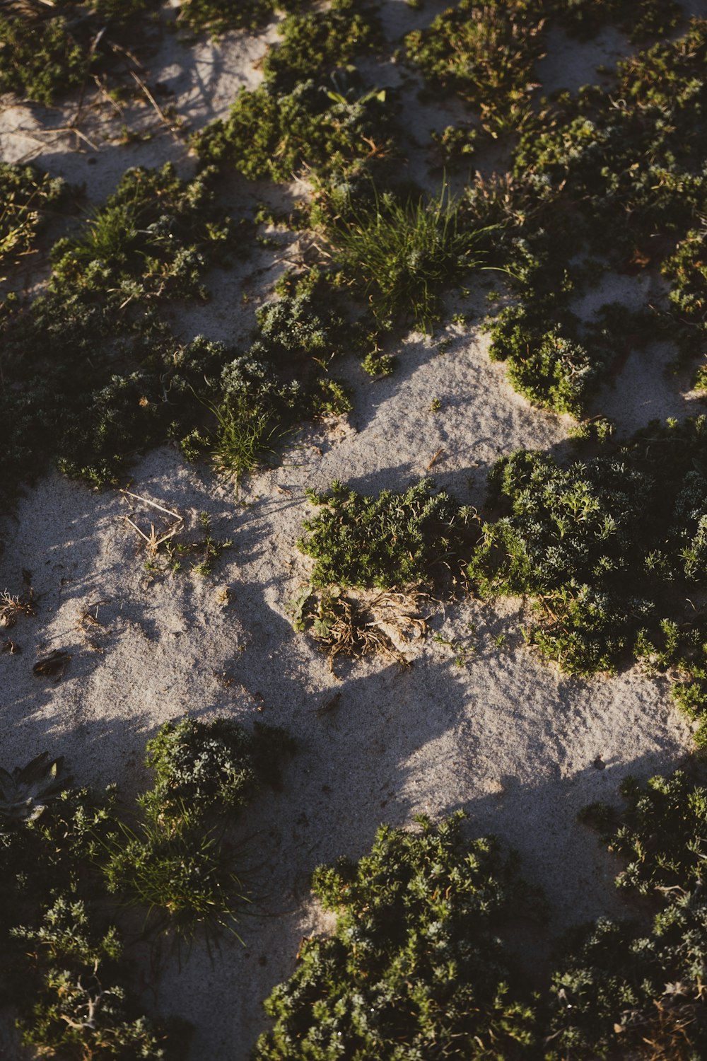 a patch of grass that is covered in snow