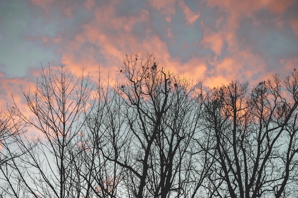 a group of trees that are next to each other