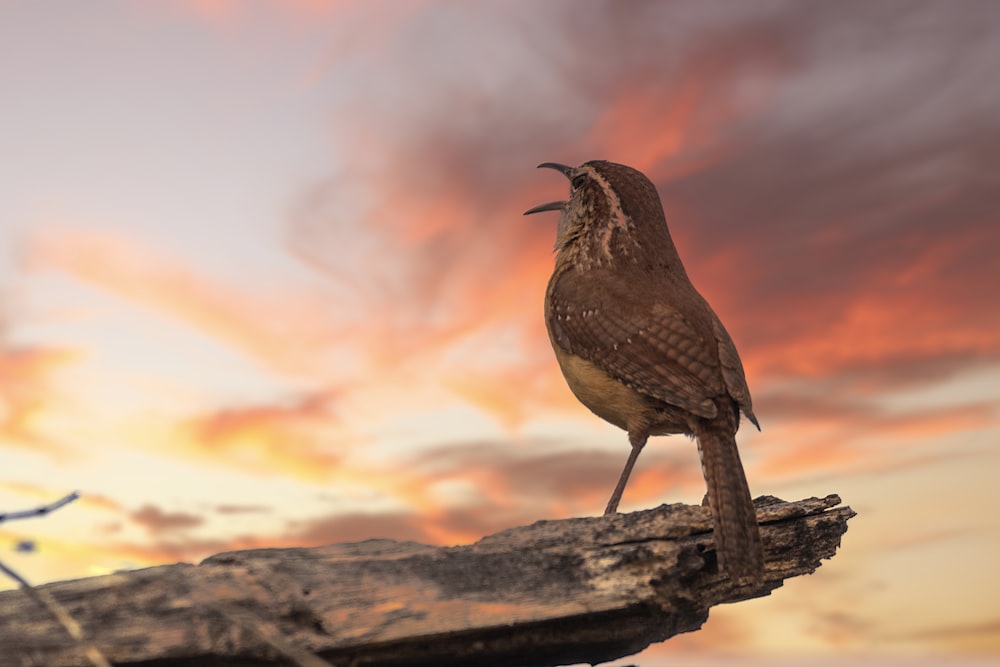 a bird sitting on top of a piece of wood