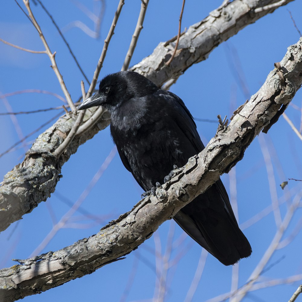 a black bird perched on a tree branch