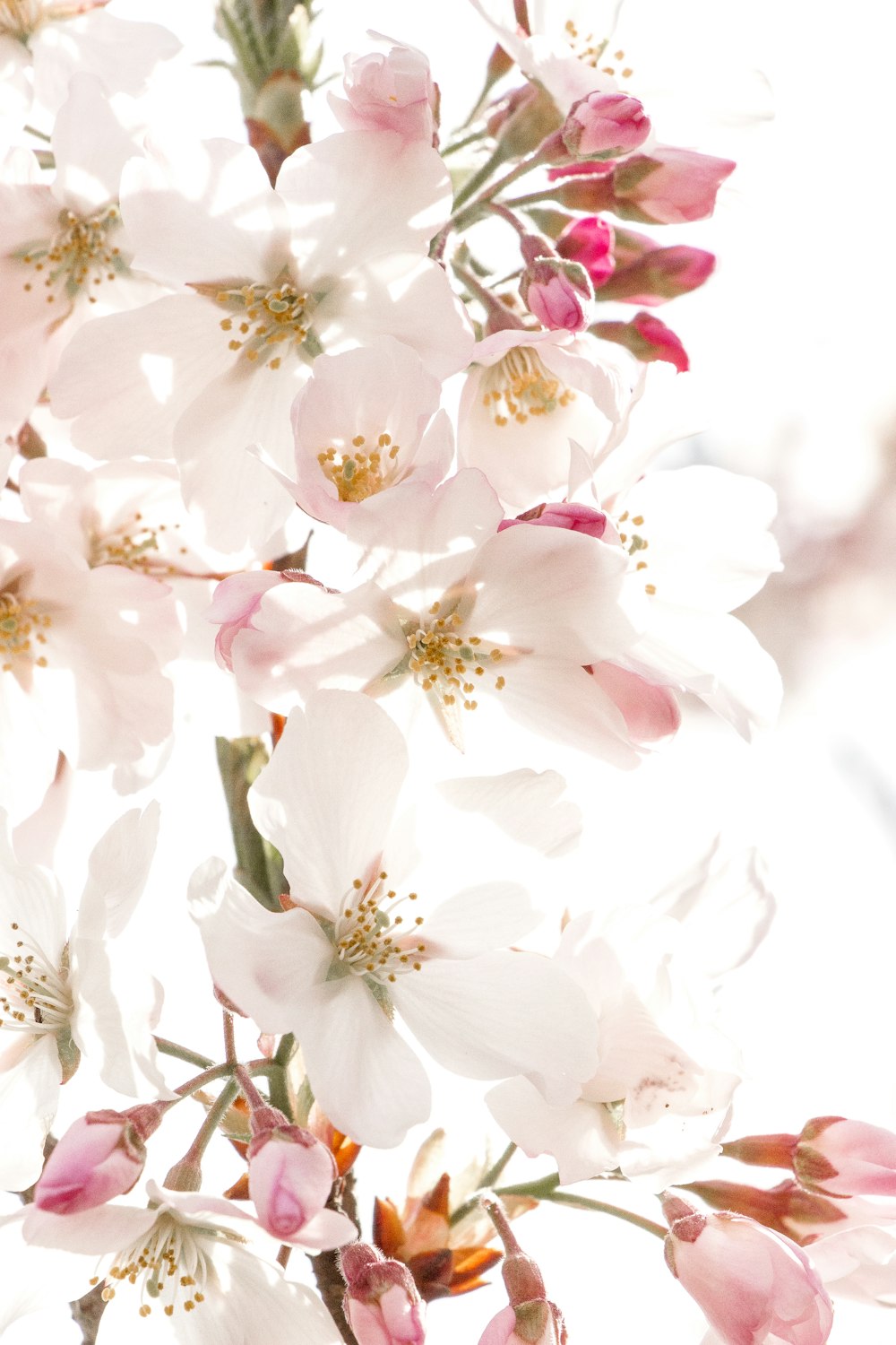 a bunch of white and pink flowers on a branch