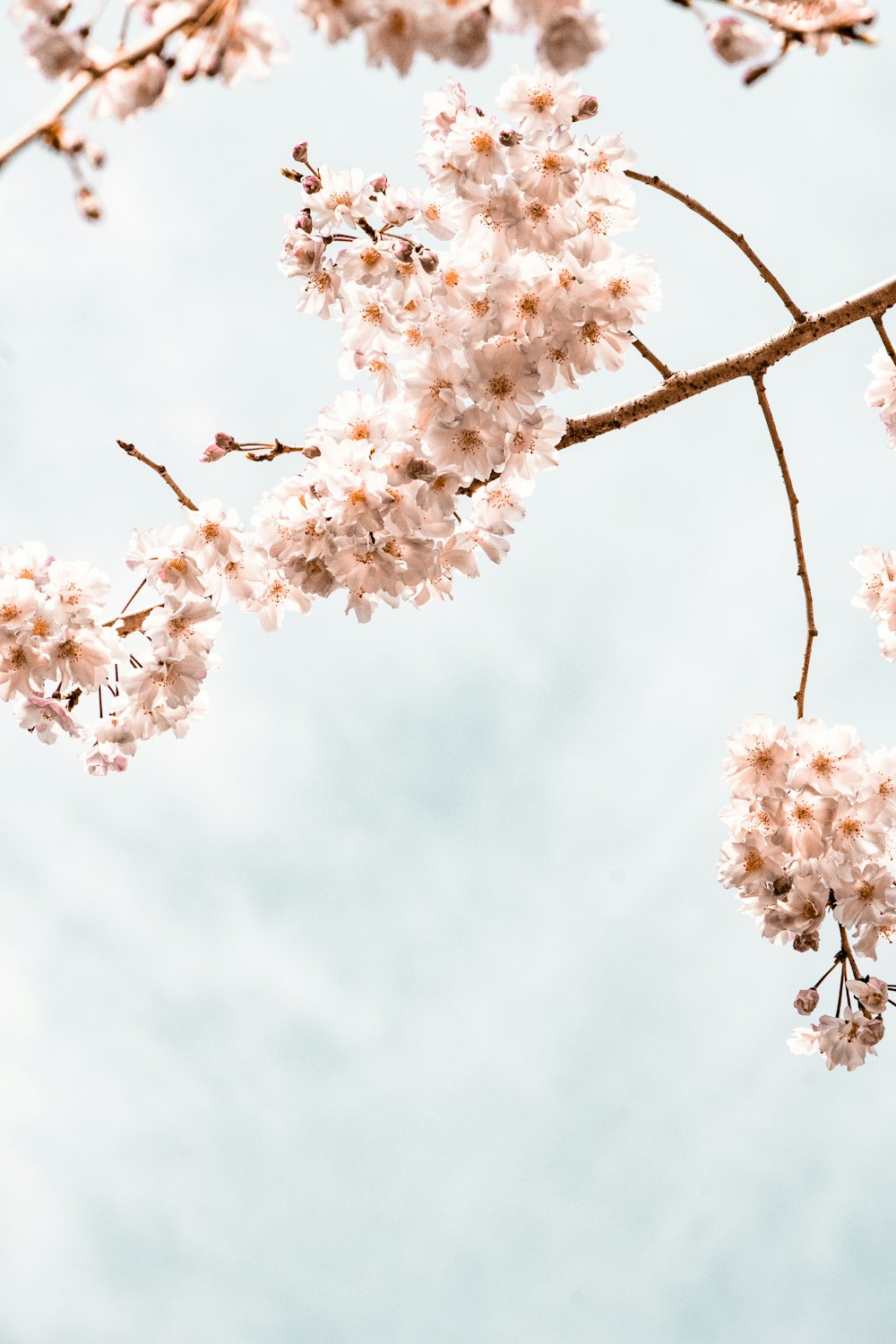 a branch of a tree with pink flowers