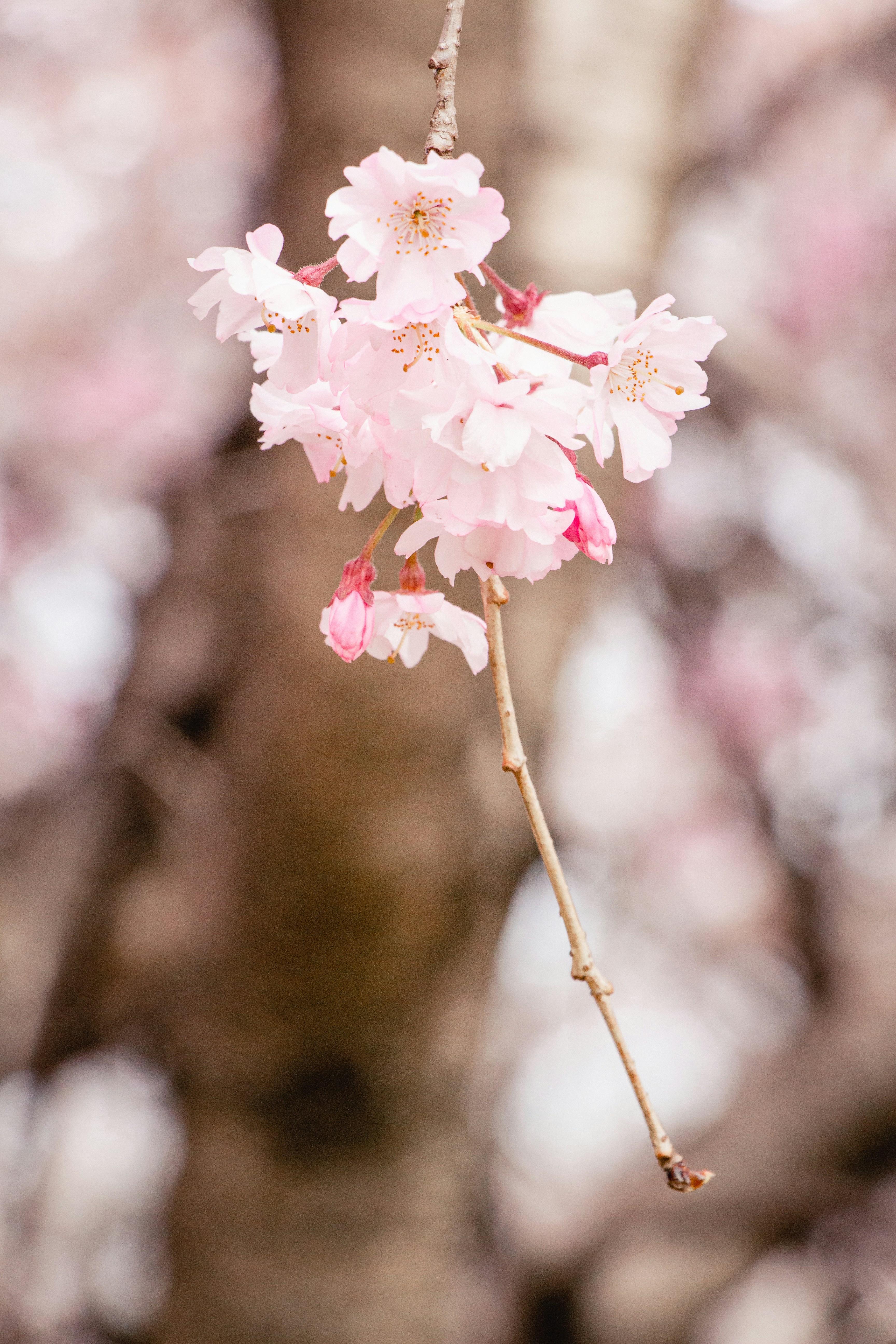 Photo by enkuu