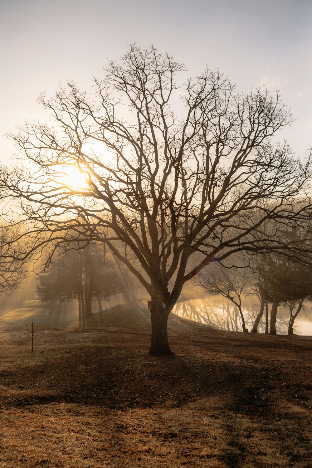 a bare tree in a field with the sun behind it