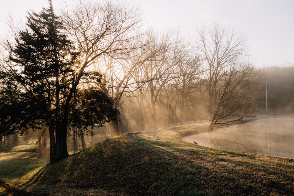 the sun shines through the trees on a foggy day