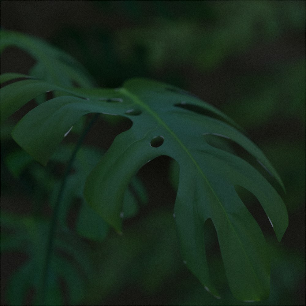 a close up of a large green leaf