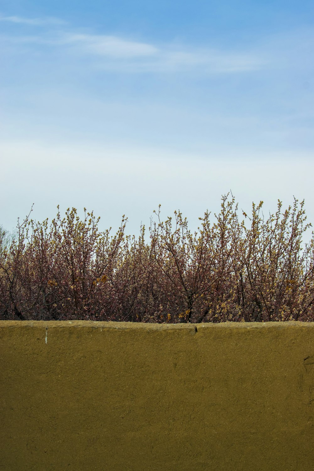 a bird is sitting on a ledge near a bush