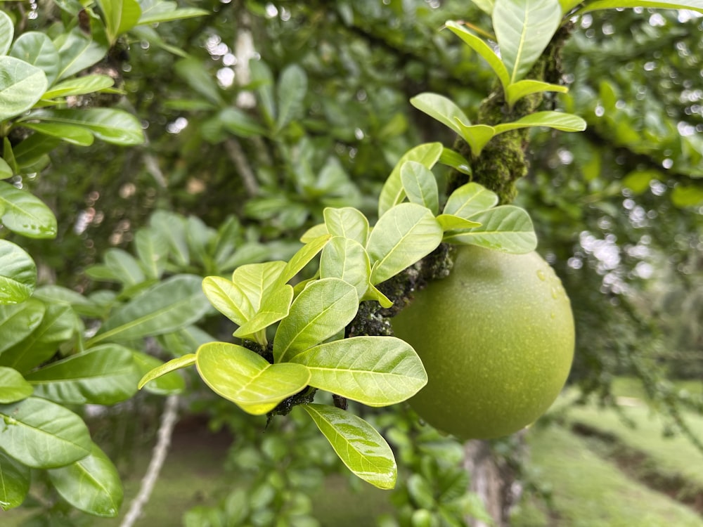 a green apple hanging from a tree branch