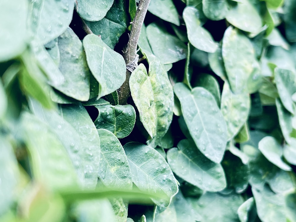 a close up of a green plant with leaves