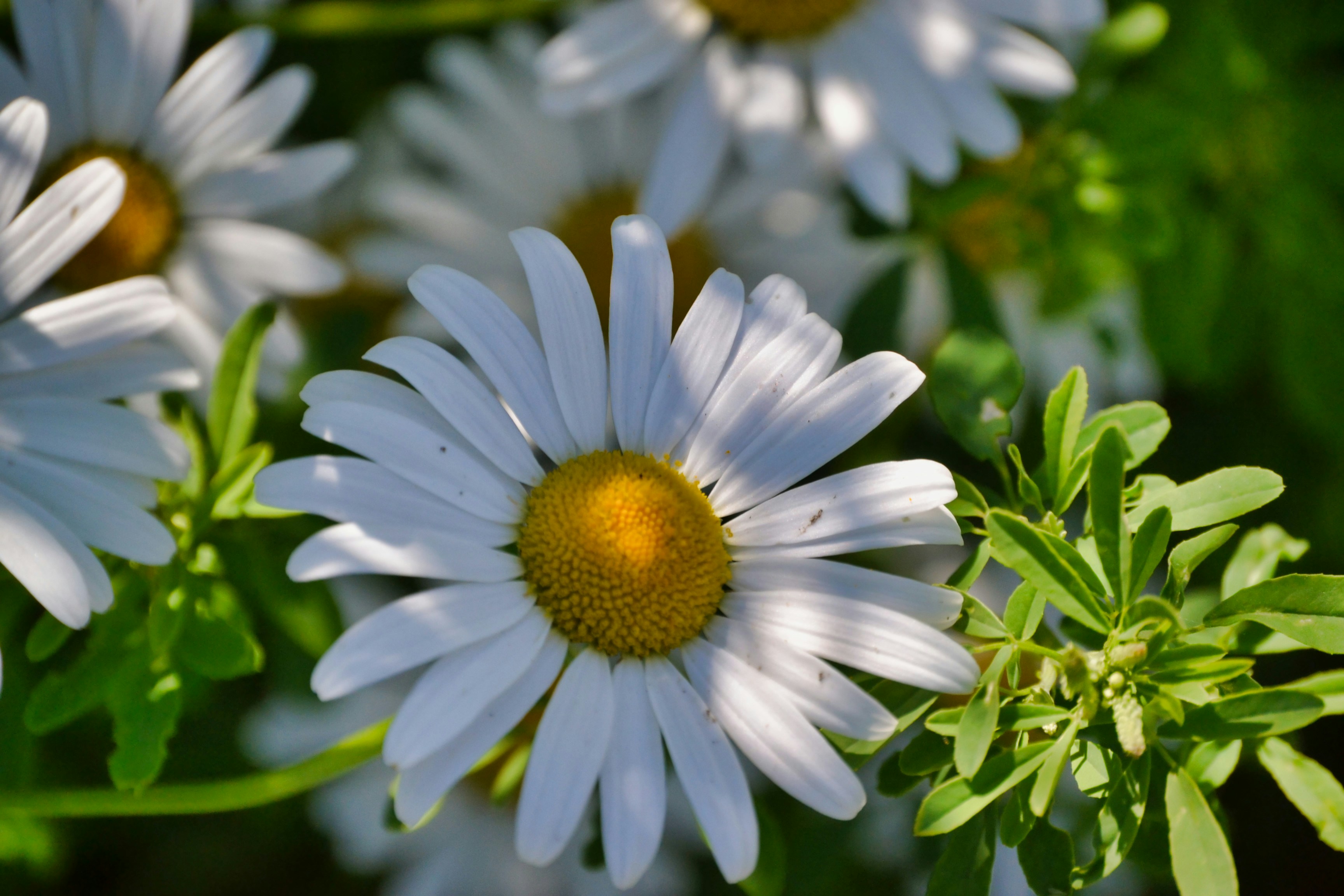 Photo by markagardphoto